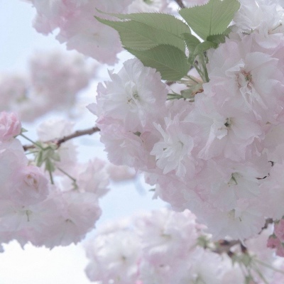 鱼峰福瑞交流群